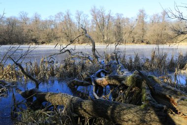 Sunny winter landscape with dead tree in frozen lake in forest. Take it in Ukraine