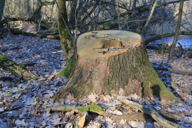 old stump from an oak tree in the forest