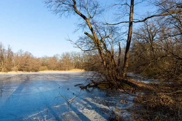 sunny winter day on frozen bog in forest. take it in Ukraine