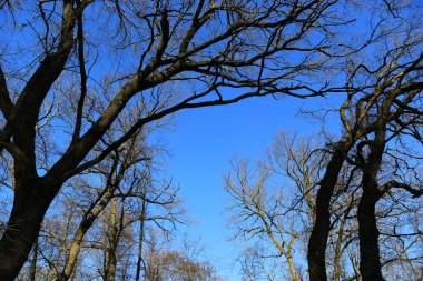 View blue sky through the leafless oak trees in forest