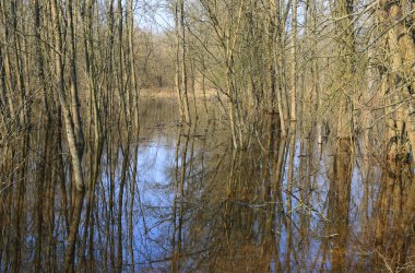 flooded trees in spring forest in Ukraine