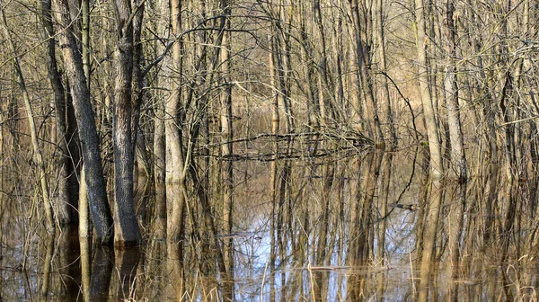 landscape with water-filled trees in the spring forest. take it in Ukraine