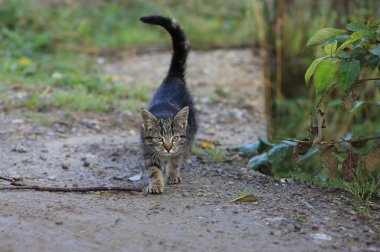 Funny cat  walk in garden