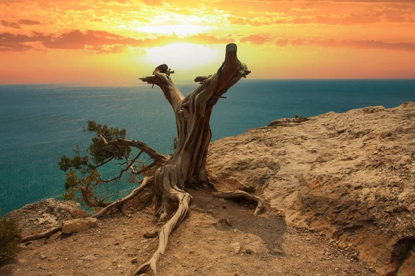 夕日の空に対して岩の上に枯れ木がある風景 — ストック写真