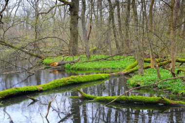 Orman bataklığında yeşil yosunlu eski ormanlarla dolu bahar manzarası