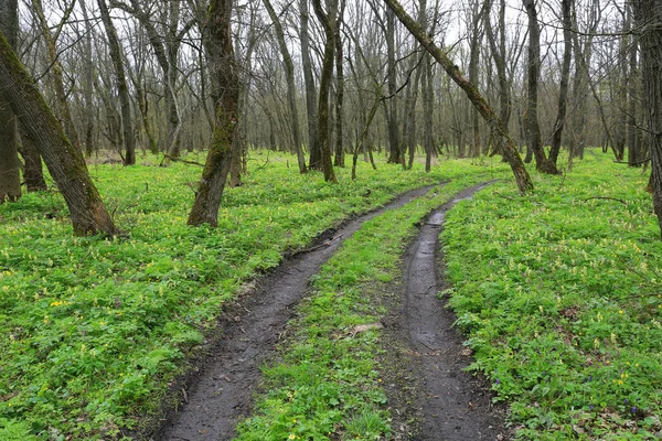 Droga Gruntowa Skręcić Wiosennym Lesie Weź Iun Ukraina — Zdjęcie stockowe