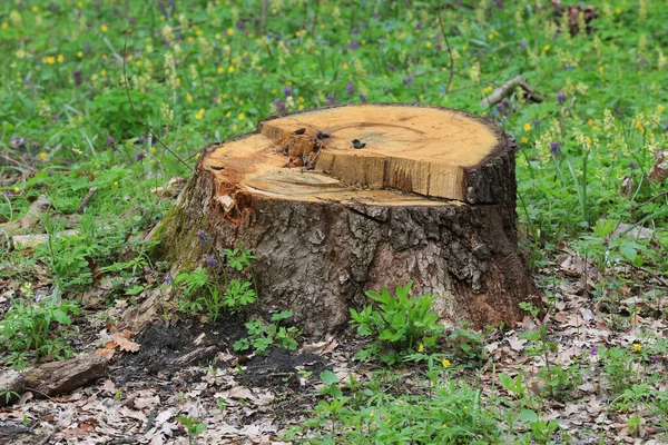 Pohled Pařez Stromu Jarním Lese — Stock fotografie