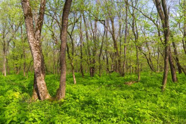 Yeşil ormanda bahar güneşli bir gün. Ukrayna 'dan al.