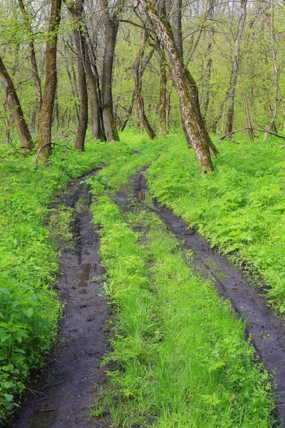 Spring Landscape Dirt Road Green Forest — Stock Photo, Image