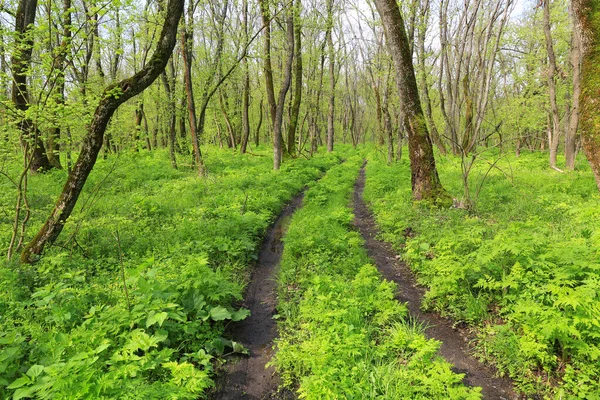 Widok Polną Drogę Zielonym Lesie Wiosnę — Zdjęcie stockowe