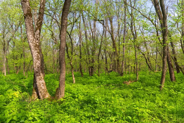 Giornata Sole Primaverile Nella Foresta Verde Prendilo Ucraina — Foto Stock