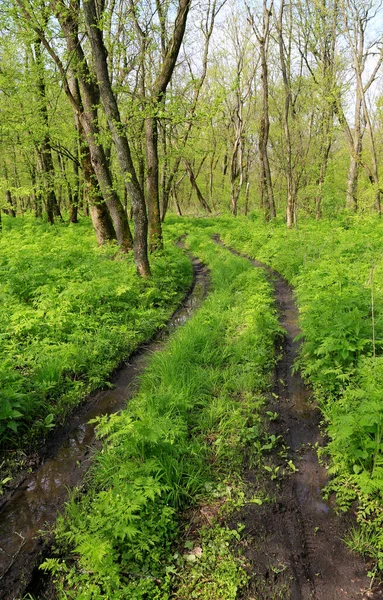 Estrada Terra Floresta Primavera Tomá Ucrânia — Fotografia de Stock