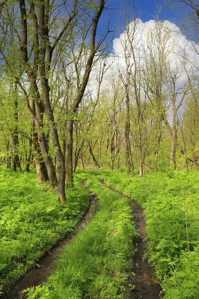 Весняний Пейзаж Брудною Дорогою Зеленому Лісі — стокове фото
