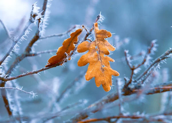 アブストラクト乾燥した秋の葉を持つ冷凍オーク小枝 — ストック写真