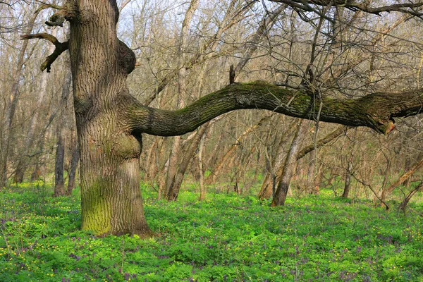 Landschap Met Oude Eikenboom Voorjaarsbos — Stockfoto