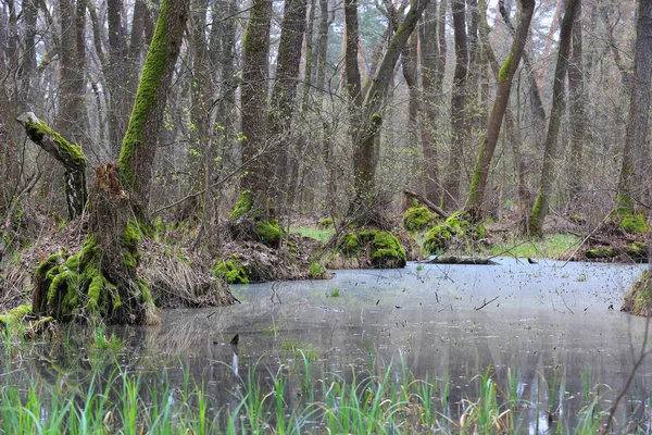 Ausgedehnte Landschaft Mit Überfluteten Bäumen Wildem Wald — Stockfoto