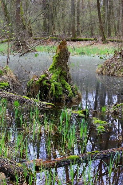 Old Dead Wooden Stump Bog Spring Forest — Stock Photo, Image
