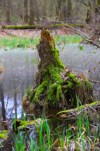 Τοπίο Ξύλινο Κούτσουρο Καλυμμένο Πράσινο Βρύα Βάλτο Στο Άγριο Δάσος — Φωτογραφία Αρχείου