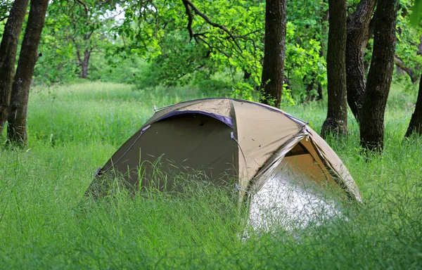 オークの森にある草の上の現代的な観光テント — ストック写真