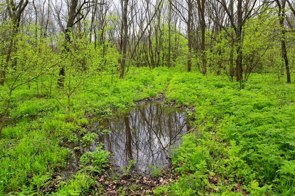 Paisagem Primavera Com Poça Prado Verde Floresta Tomá Ucrânia — Fotografia de Stock