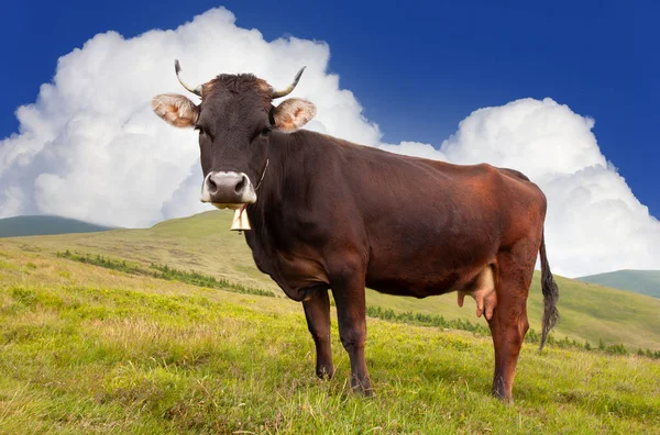 Funny Cow Mountain Pasture Carpathians Ukraine — Stock Photo, Image