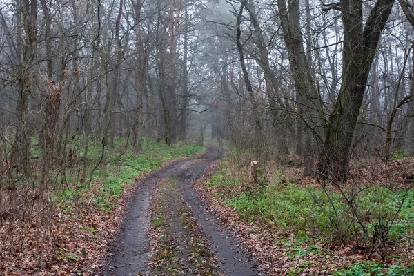 Ködös Földköpeny Földúttal Őszi Erdőben Vidd Ukrajnába — Stock Fotó