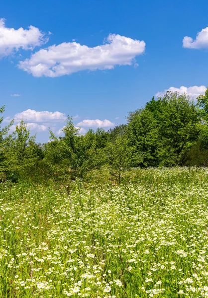 Krajina Letními Květinami Louka Pod Pěknými Mraky Modré Obloze Vezměte — Stock fotografie