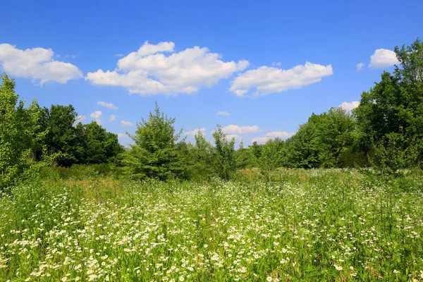 Ukrayna Yaz Çayırlarında Kır Çiçekleri Olan Manzara — Stok fotoğraf