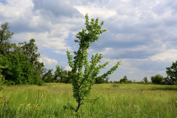 Bozkırda Küçük Yeşil Ağaçlı Yaz Manzarası Ukrayna — Stok fotoğraf