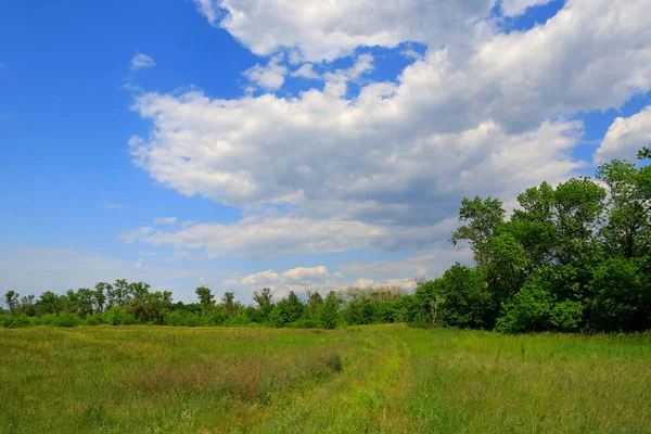 在乌克兰人的草原上美丽的夏季风景 — 图库照片