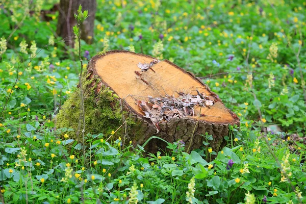 Holzstumpf Zwischen Grünem Gras Frühlingswald — Stockfoto