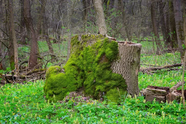 Vieux Tronc Bois Avec Mousse Verte Dans Forêt Printemps — Photo