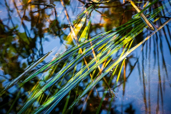 Green Reeds Float River Water Abstract Natural Background — Stock Photo, Image