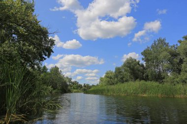 Ormandaki küçük nehirde güzel bir yaz manzarası. Ukrayna 'dan al.