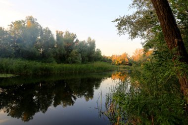 Sis ile birlikte sabah manzarası ormanda. Ukrayna 'dan al.