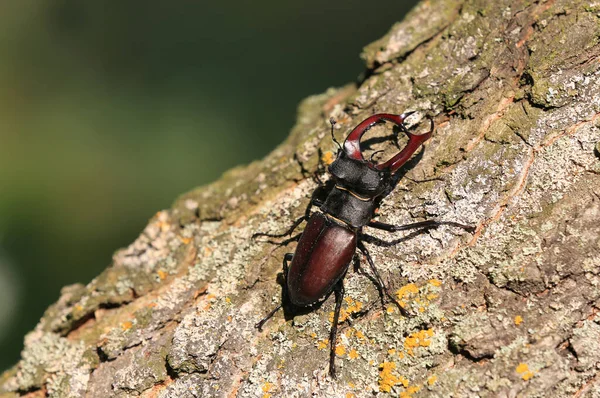 lucanus maculifemoratus, summer insects, fauna, moss, plant, life, head, park, animal wing, woodland, lucanus, lucanidae, one animal, tree trunk, oak, male animal, invertebrate, large, beauty in nature, oak tree, insect, beetle, stag beetle, macro, w