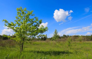 Bozkırda yeşil ağaçla kaplı bahar manzarası mavi gökyüzünün altında bulutlarla. Ukrayna 'dan al.