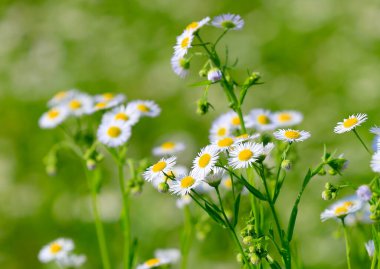 Bozkırdaki çayırda yabani bir çiçek