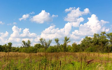 Yaz bozkırında yabani çiçek çayırı. Ukrayna 'dan al.