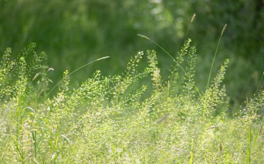 Çayır üzerindeki yaz çimleri - yüzeysel odak fotoğrafı