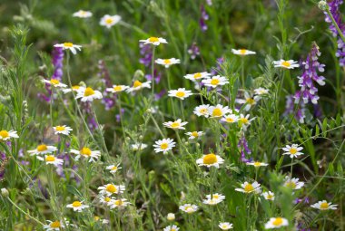 Vahşi papatya çiçekleri yaz çayırlarında