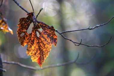 Ağaç dalında kurumuş sonbahar yaprağı