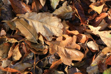 Otomatik meşe yaprağı - soyut doğal arkaplan