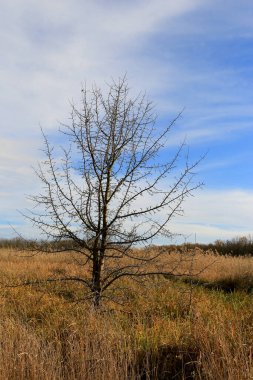 Sonbahar çayırlarında yapraksız ağaçların olduğu manzara mavi gökyüzünde bulutların altında.