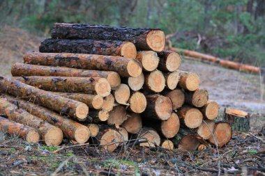 Orman açıklığındaki çam ağaçlarının manzarası