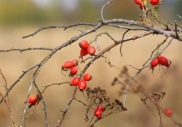 wild fruits of a rose hip bush on a branch with thorns