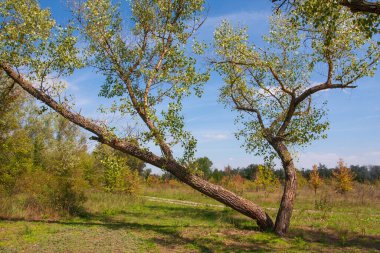 Güneşli bir günde çayırdaki kavak ağacı