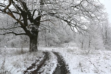 Büyük meşe ağacı. Kış ormanının ormanlık yolu yakınında. Ukrayna 'dan al.