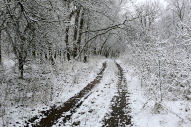 Kışın karla çevrili ormanda monoton bir yol manzarası