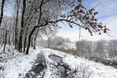 Ormanda toprak yolu olan kış manzarası. Su birikintisi yolda. Ukrayna 'yı al